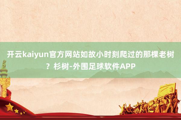 开云kaiyun官方网站如故小时刻爬过的那棵老树？杉树-外围足球软件APP
